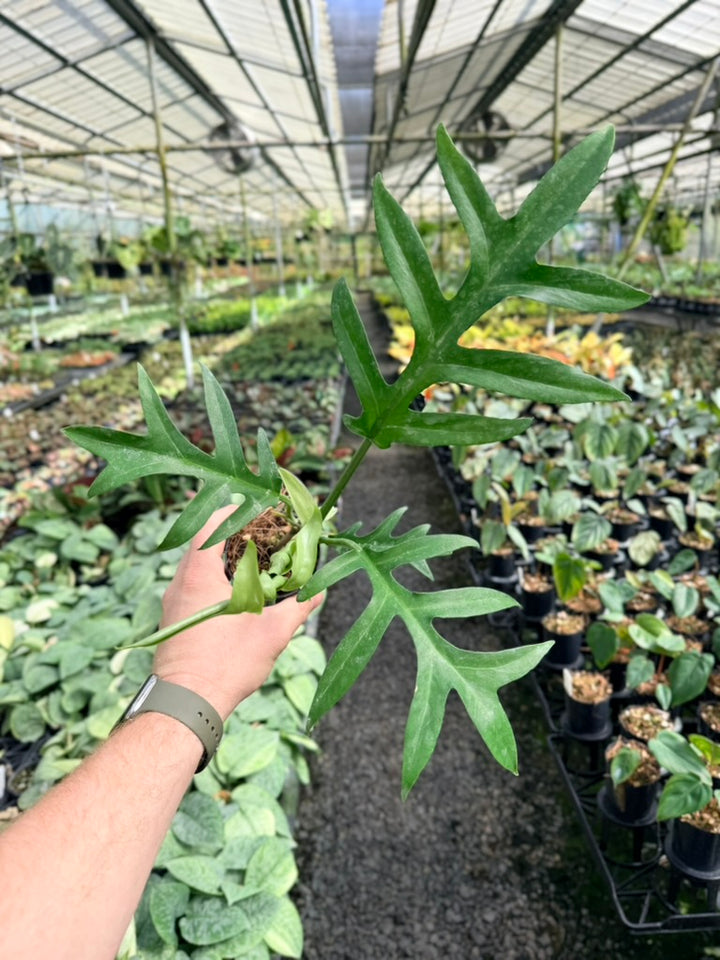 Philodendron Distantilobum