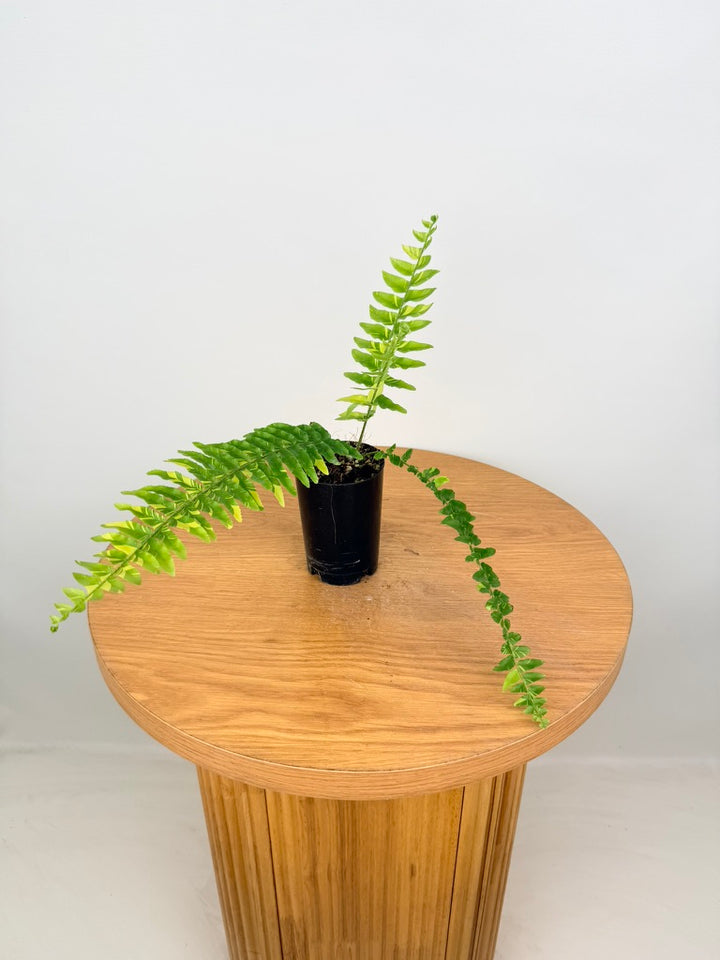 Nephrolepis Exaltata Variegata - Boston Tiger Fern