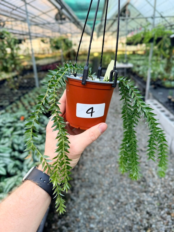 Handpicked #4 - Phlegmariurus Phlegmarioides X Phlegmariurus Ledermannii - Tassel Fern