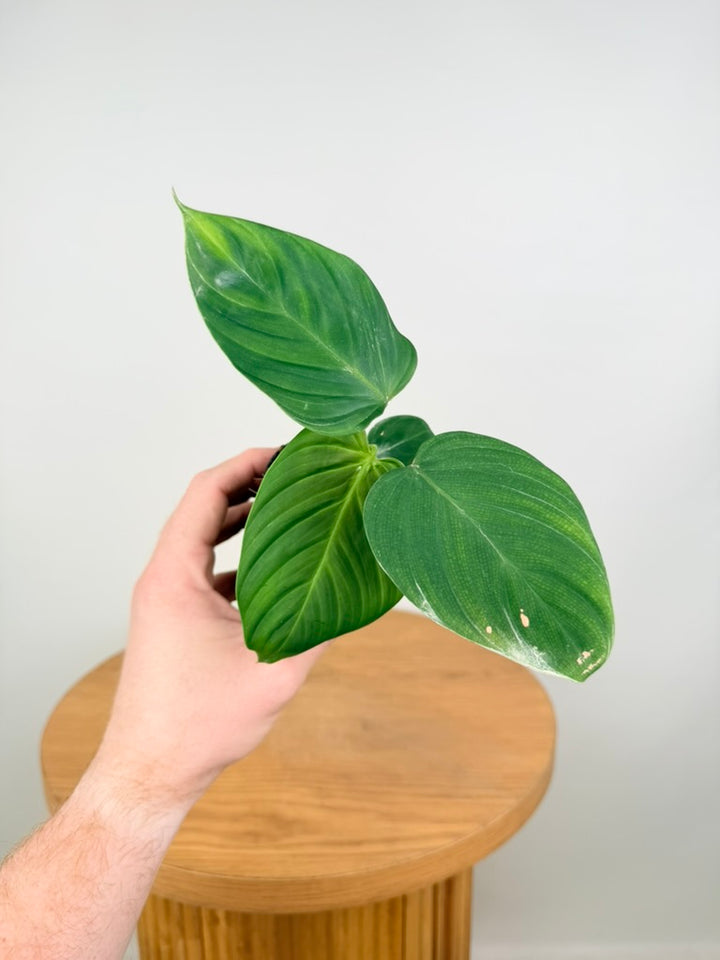 Philodendron Nangaritense - Fuzzy Petiole - Imperfect Foliage