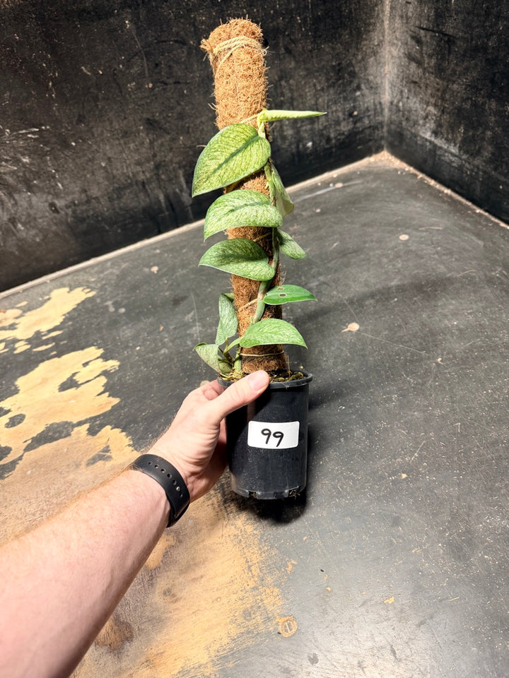 Handpicked #99 - Rhaphidophora Hongkongensis Mint Totem - 100mm Pot