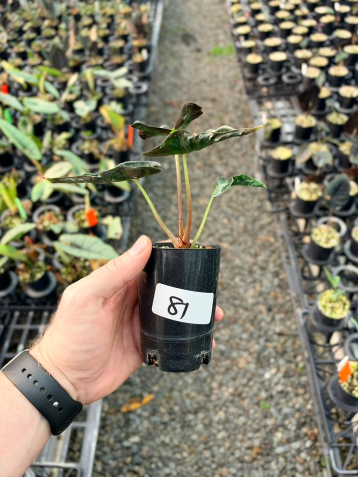 Handpicked #81 - Alocasia Loco