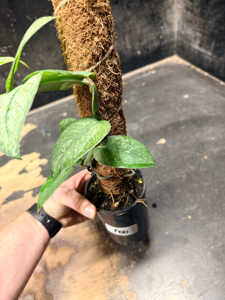 Handpicked #100 - Rhaphidophora Hongkongensis Mint Totem - 100mm Pot