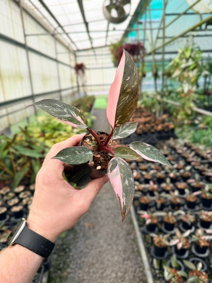 Philodendron Erubescens - Pink Princess Galaxy Marble - Imperfect Foliage
