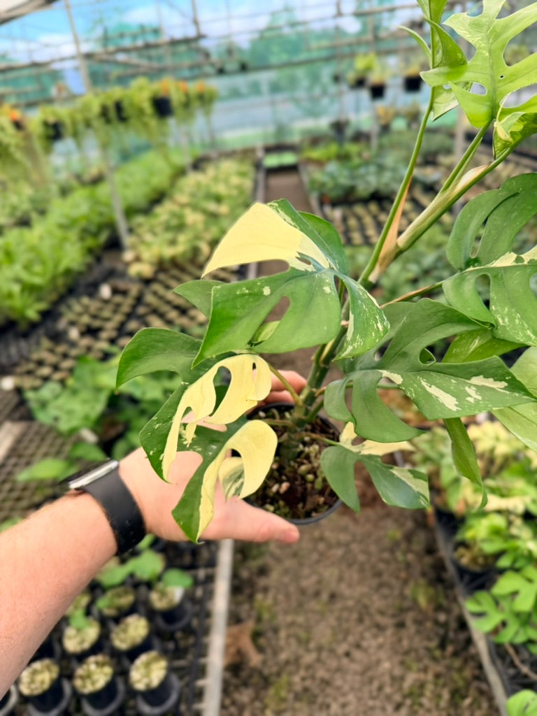 Handpicked #13 - Rhaphidophora Tetrasperma Variegata Albo