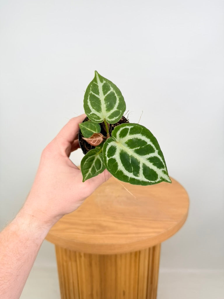 Anthurium Crystallinum Silver Blush X Warocqueanum - Imperfect Foliage