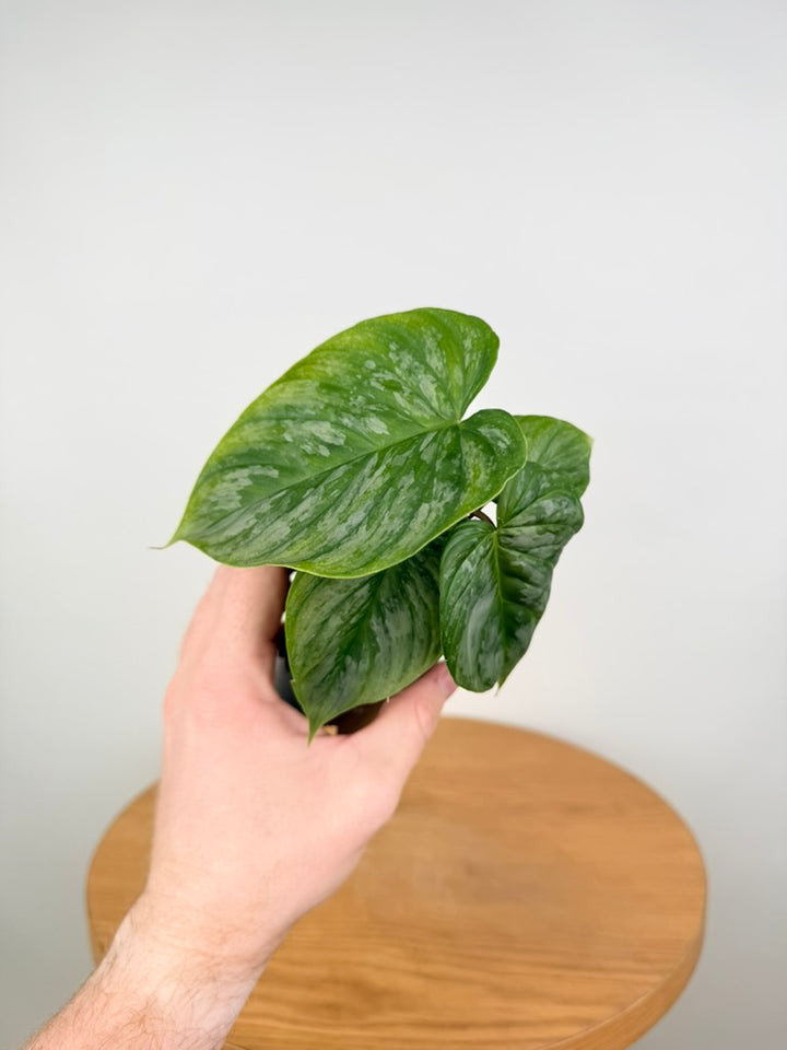 Philodendron Verrucosum X Sodiroi - Majestic