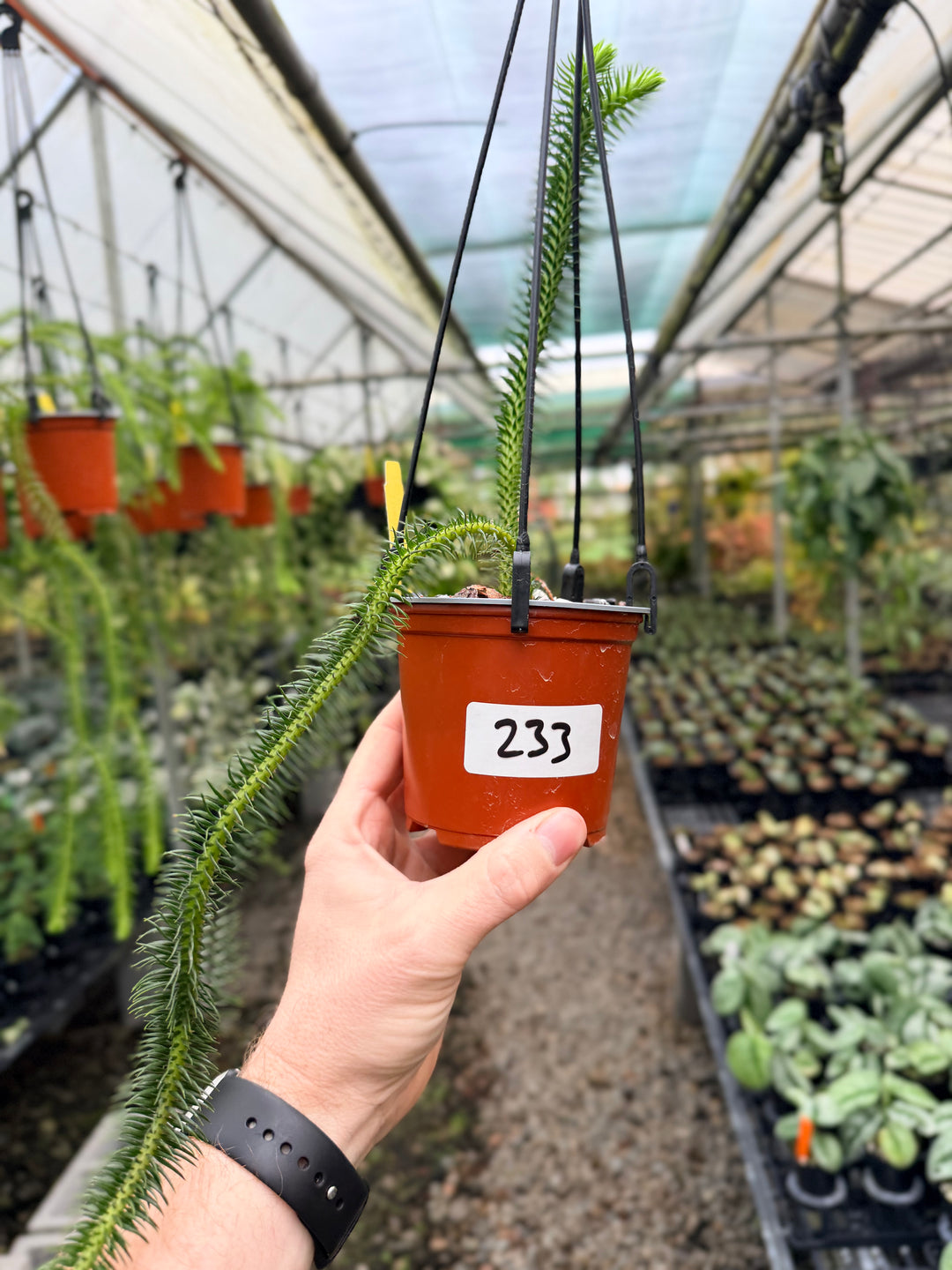 Handpicked #233 - Phlegmariurus squarrosus [Huperzia Squarrosa] - Thailand Large Rock Tassel Fern