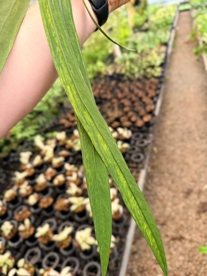 Handpicked #16 - Anthurium Vittariifolium Variegata