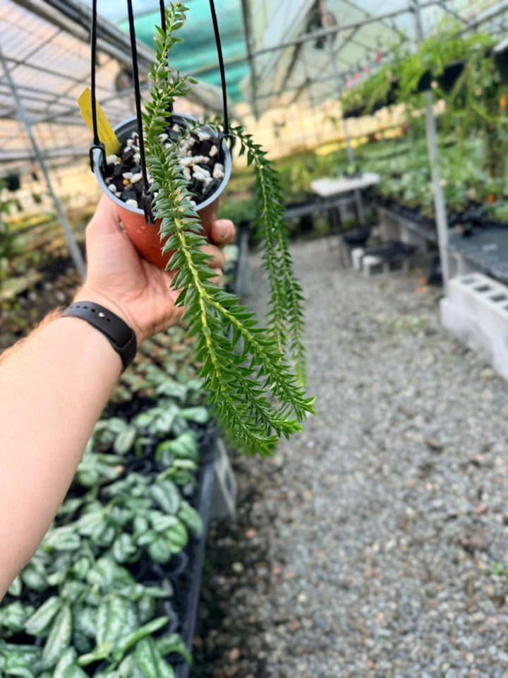 Handpicked #3 - Phlegmariurus Phlegmarioides X Phlegmariurus Ledermannii - Tassel Fern