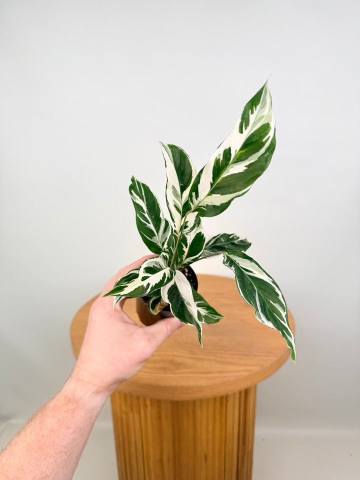 Goeppertia [Calathea] Lietzei - White Fusion