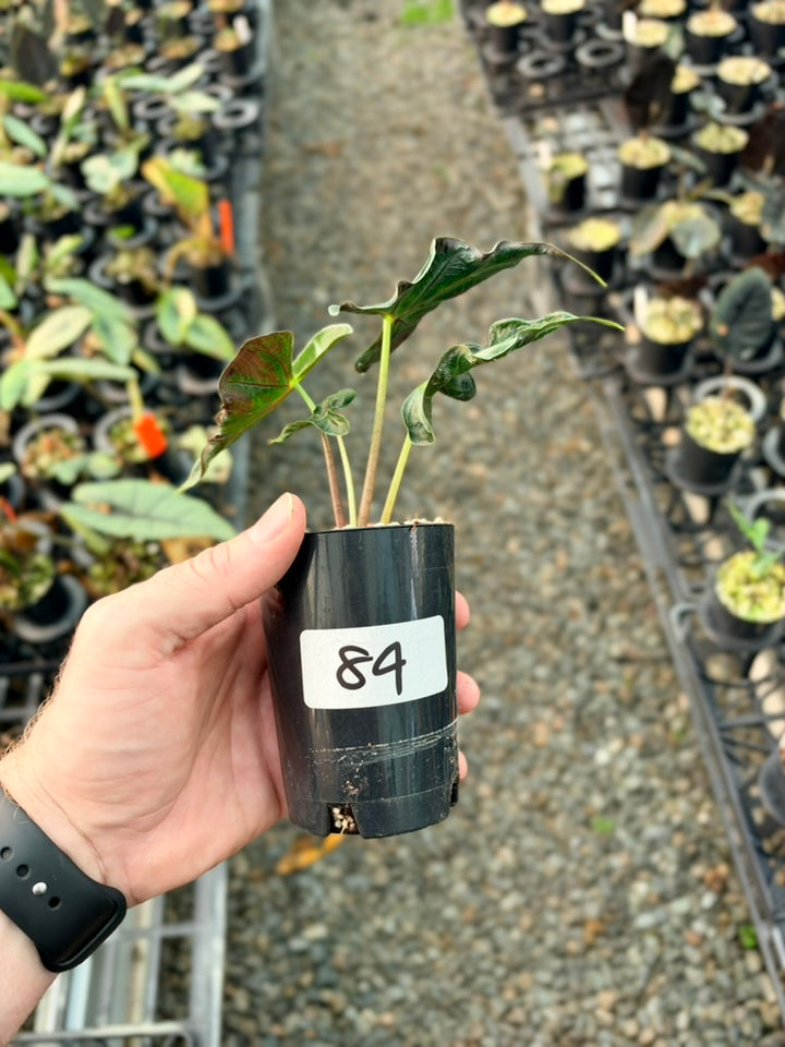 Handpicked #84 - Alocasia Loco