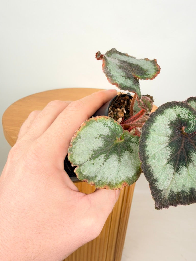 Begonia Rex - Escargot - Imperfect Foliage