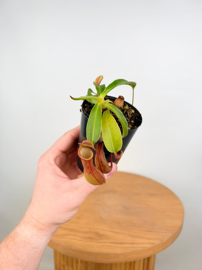 Nepenthes Alata