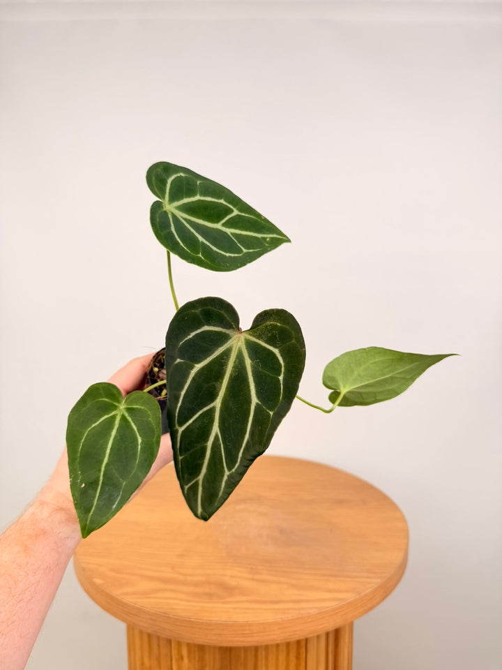 Anthurium Crystallinum X Anthurium NOID