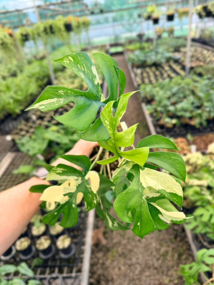 Handpicked #13 - Rhaphidophora Tetrasperma Variegata Albo