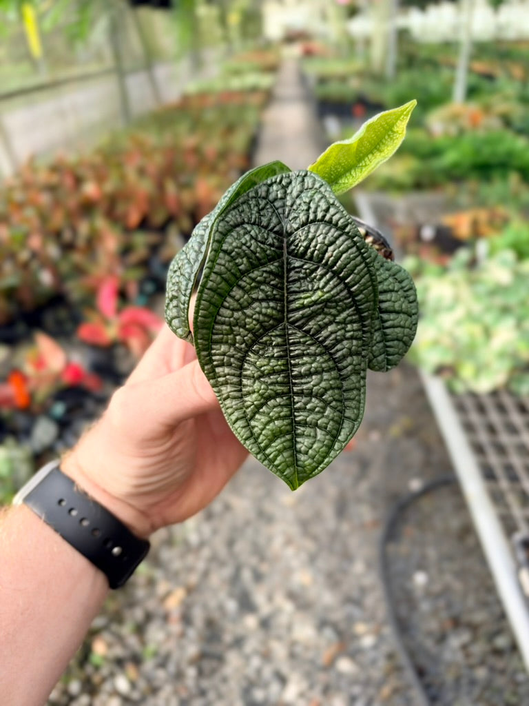 Handpicked #94 - Piper Parmatum