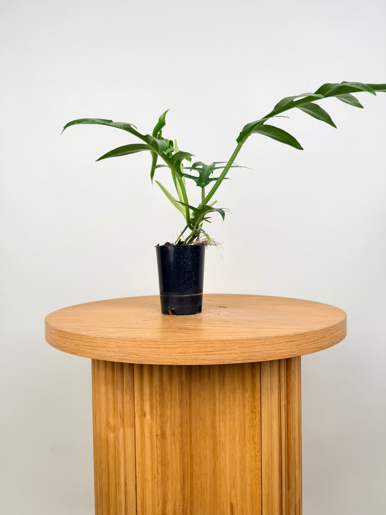 Philodendron Distantilobum
