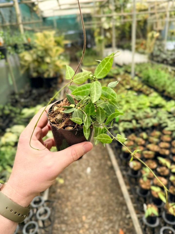 Dischidia Ovata - Round Leaf Form