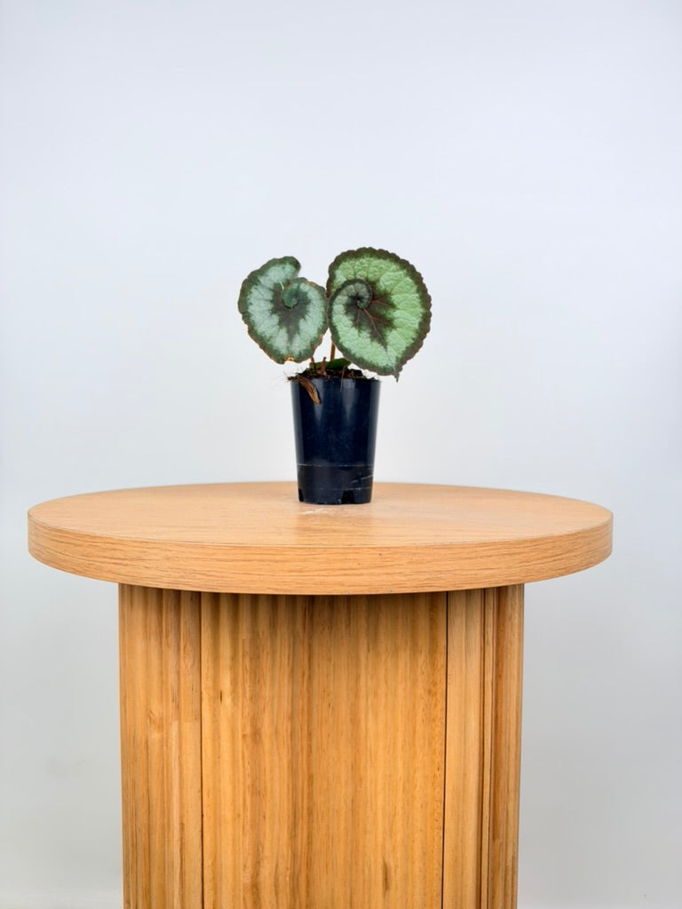 Begonia Rex - Escargot - Imperfect Foliage