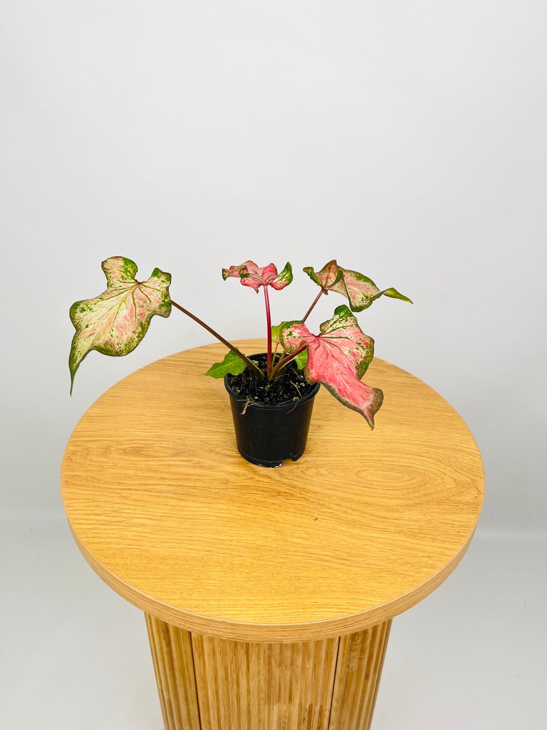 Caladium Bicolor - Flamingo Red