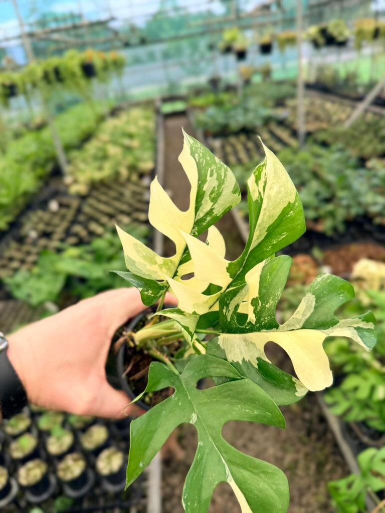 Handpicked #12 - Rhaphidophora Tetrasperma Variegata Albo