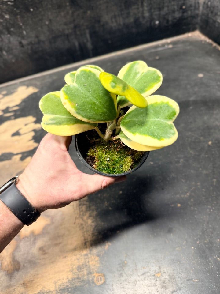 Handpicked #92 - Hoya Kerrii Albomarginata - 100mm Pot