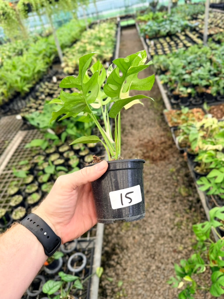 Handpicked #15 - Rhaphidophora Tetrasperma Variegata Albo