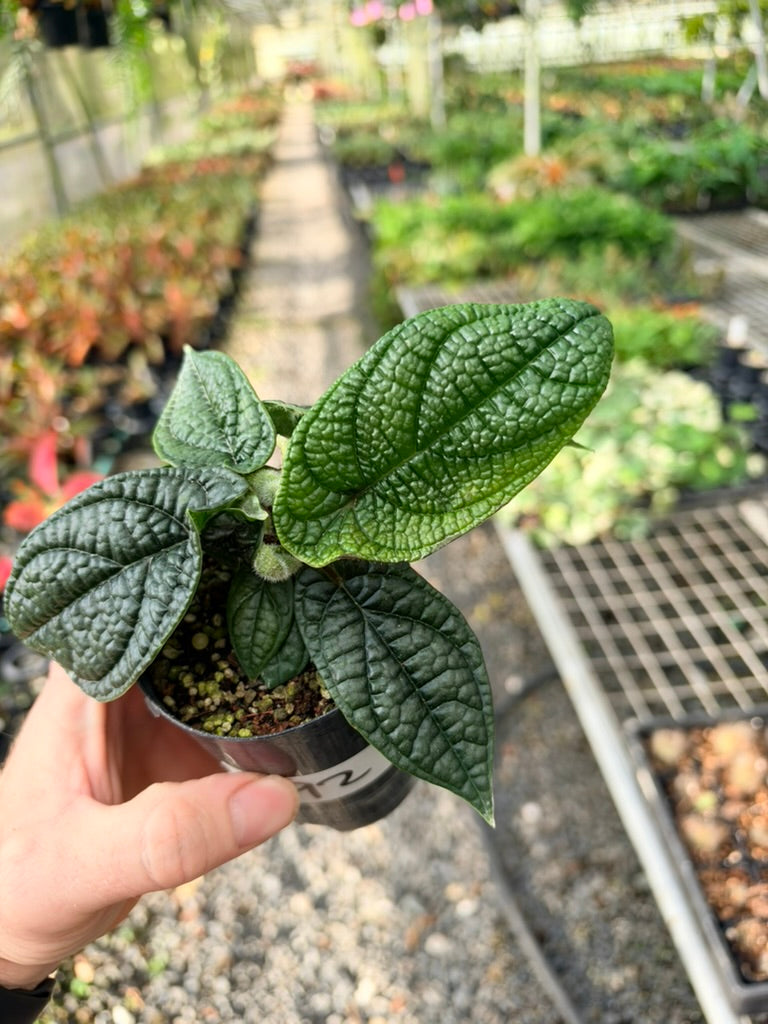 Handpicked #92 - Piper Parmatum