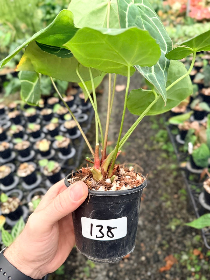 Handpicked #138 - Anthurium Crystallinum - Multi Headed