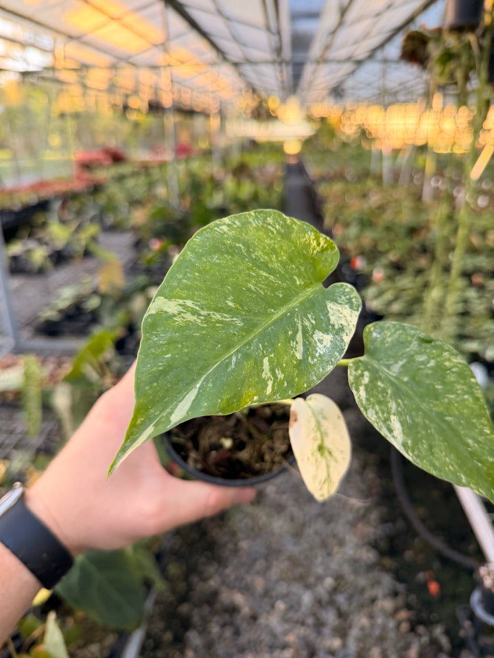 Handpicked #171 - Monstera Deliciosa Mint