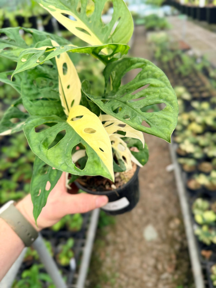Handpicked #124 - Monstera Adansonii - Monkey Mask - Variegated Albo - Double Planted