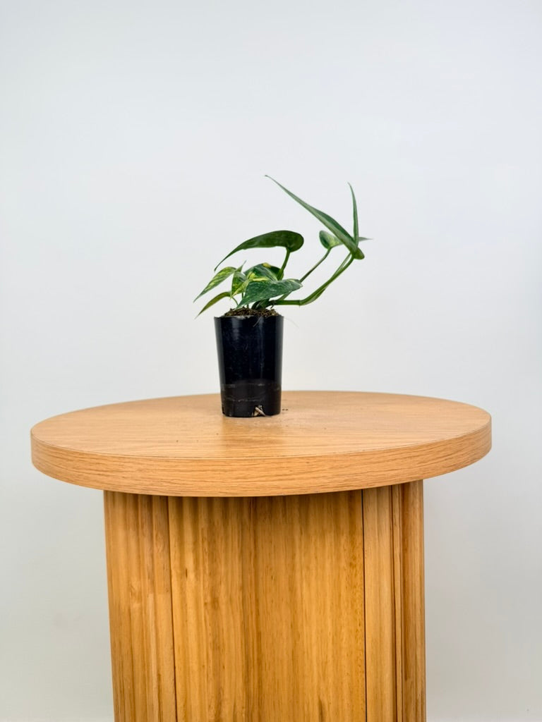 Epipremnum Pinnatum - Yellow Flame