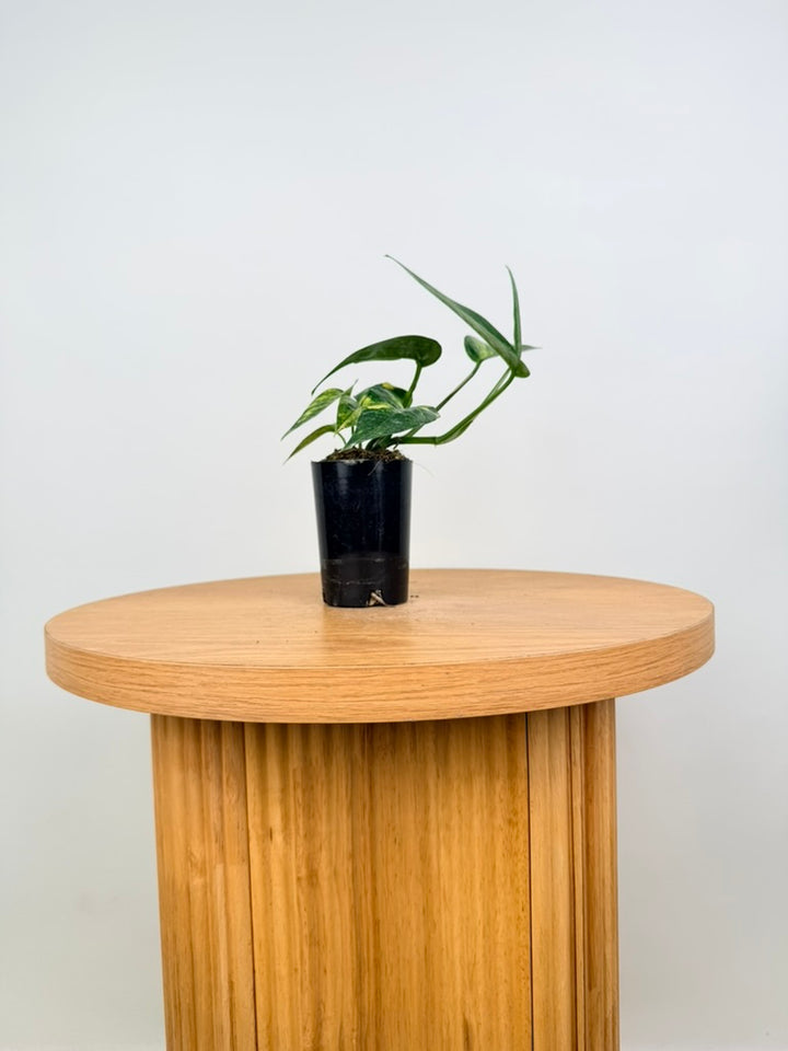 Epipremnum Pinnatum - Yellow Flame
