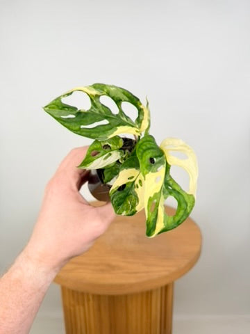 Monstera Adansonii - Monkey Mask - Albo Variegata