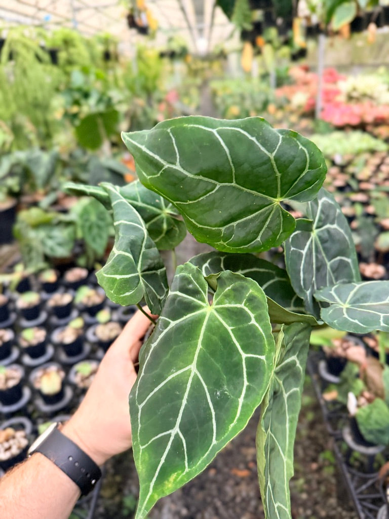 Handpicked #135 - Anthurium Crystallinum - Multi Headed
