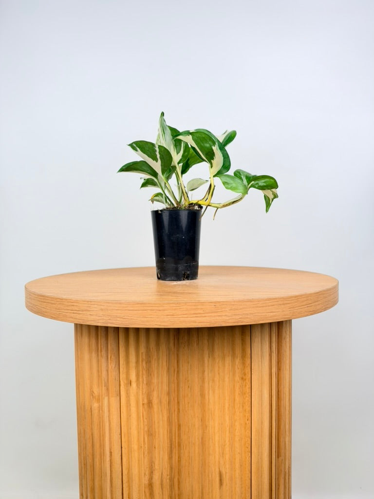 Epipremnum Aureum - Manjula