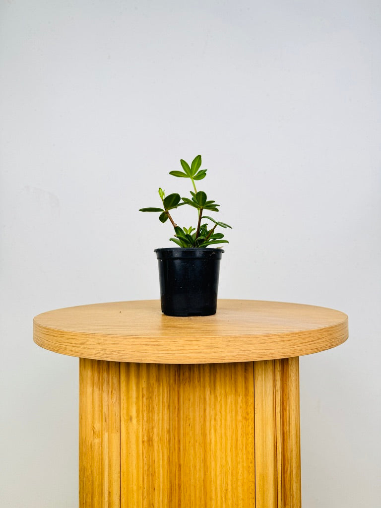 Peperomia Kimnachii