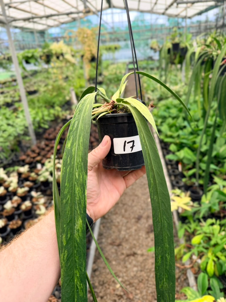 Handpicked #17 - Anthurium Vittariifolium Variegata