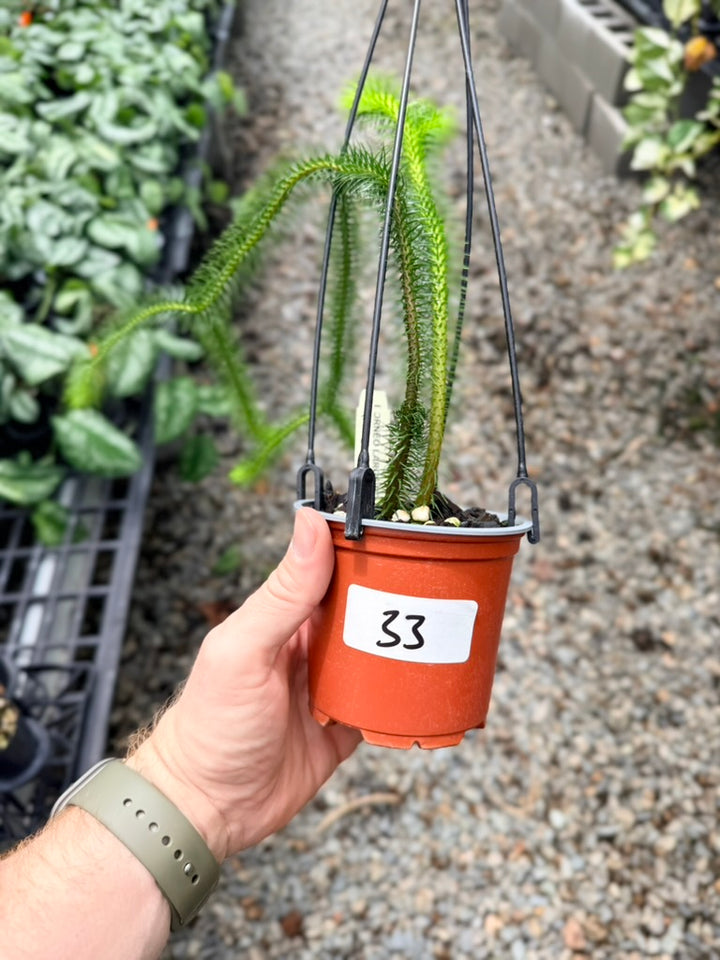 Handpicked #33 - Phlegmariurus [Huperzia] Squarrosa - Borneo Large Water/Rock Tassel Fern
