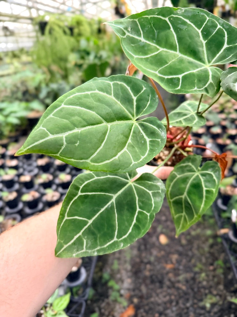 Handpicked #140 - Anthurium Crystallinum - Multi Headed