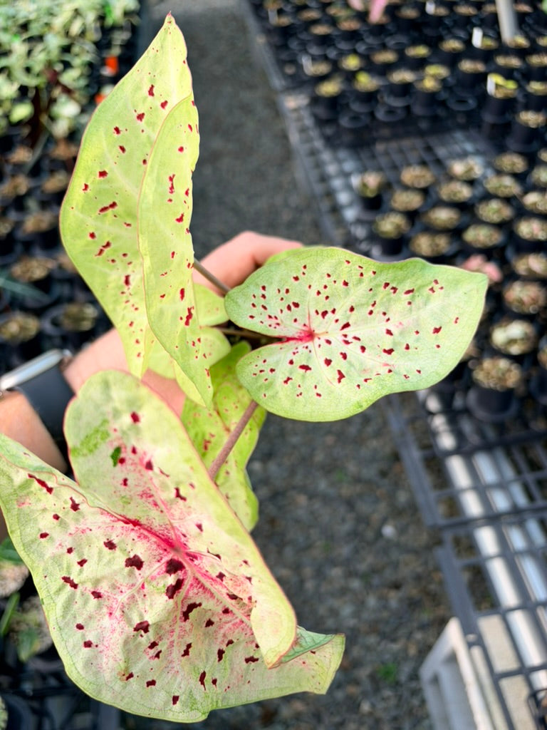 Handpicked #86 - Caladium Bicolor - Miss Muffet