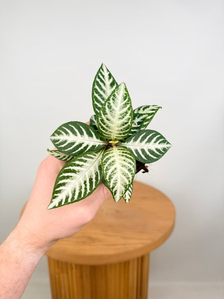 Aphelandra Squarrosa - White Wash