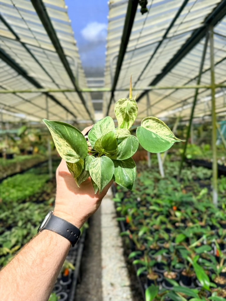 Philodendron Hederaceum Var. Oxycardium Heart Leaf Variegated