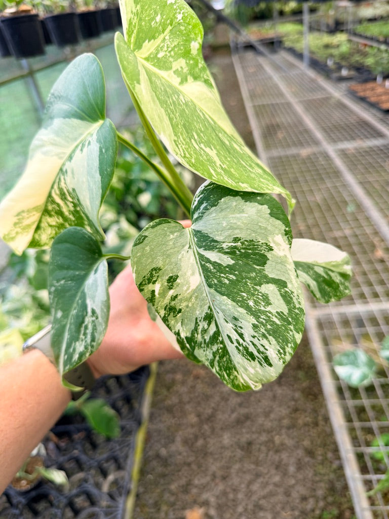 Handpicked #138 - Monstera Deliciosa Borsigiana Variegated Albo