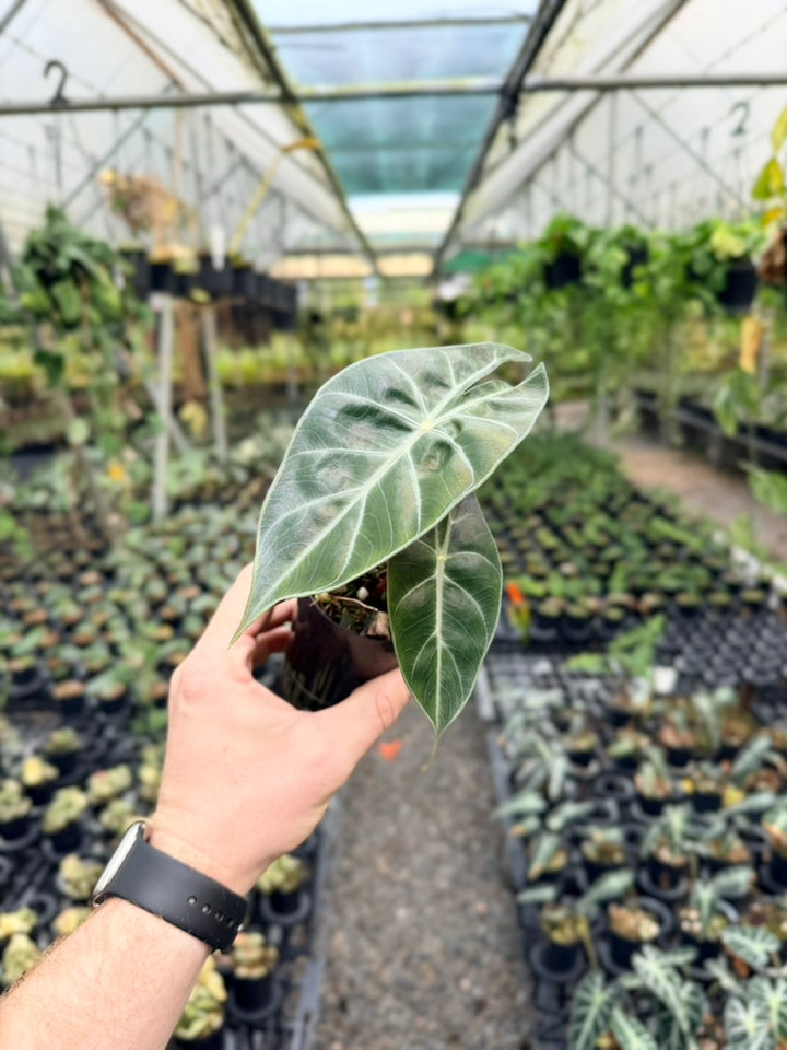 Alocasia Nairobi Nights