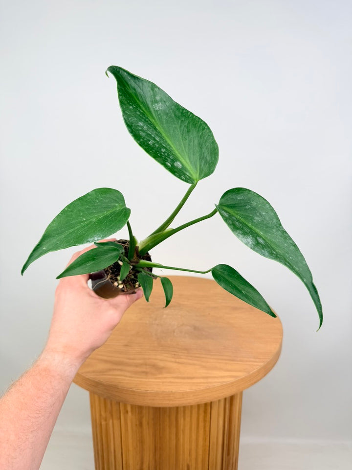 Monstera Burle Marx Flame