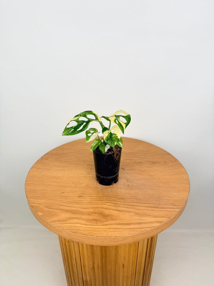 Monstera Adansonii - Monkey Mask - Albo Variegata