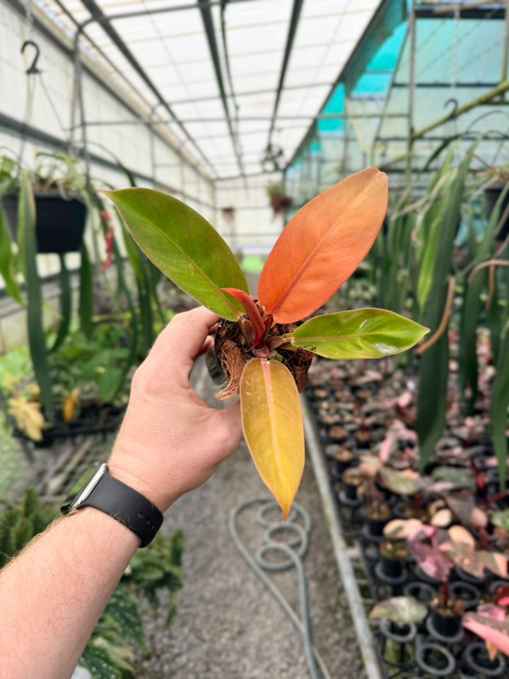 Philodendron Erubescens - Prince of Orange