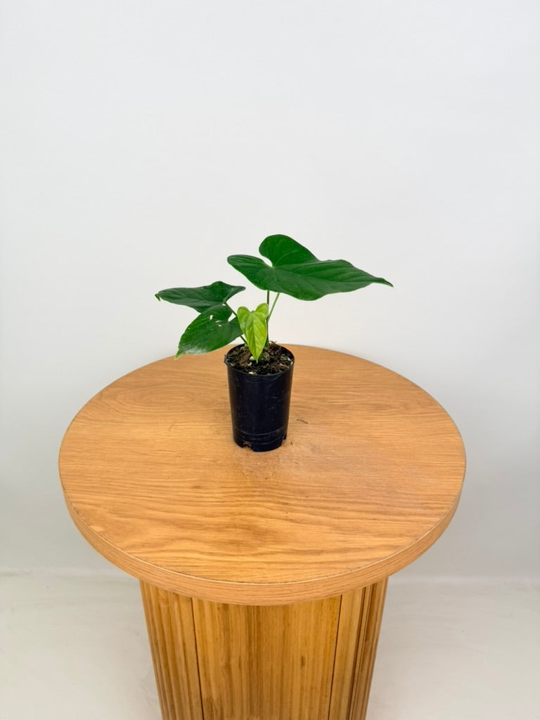 Anthurium Balaoanum